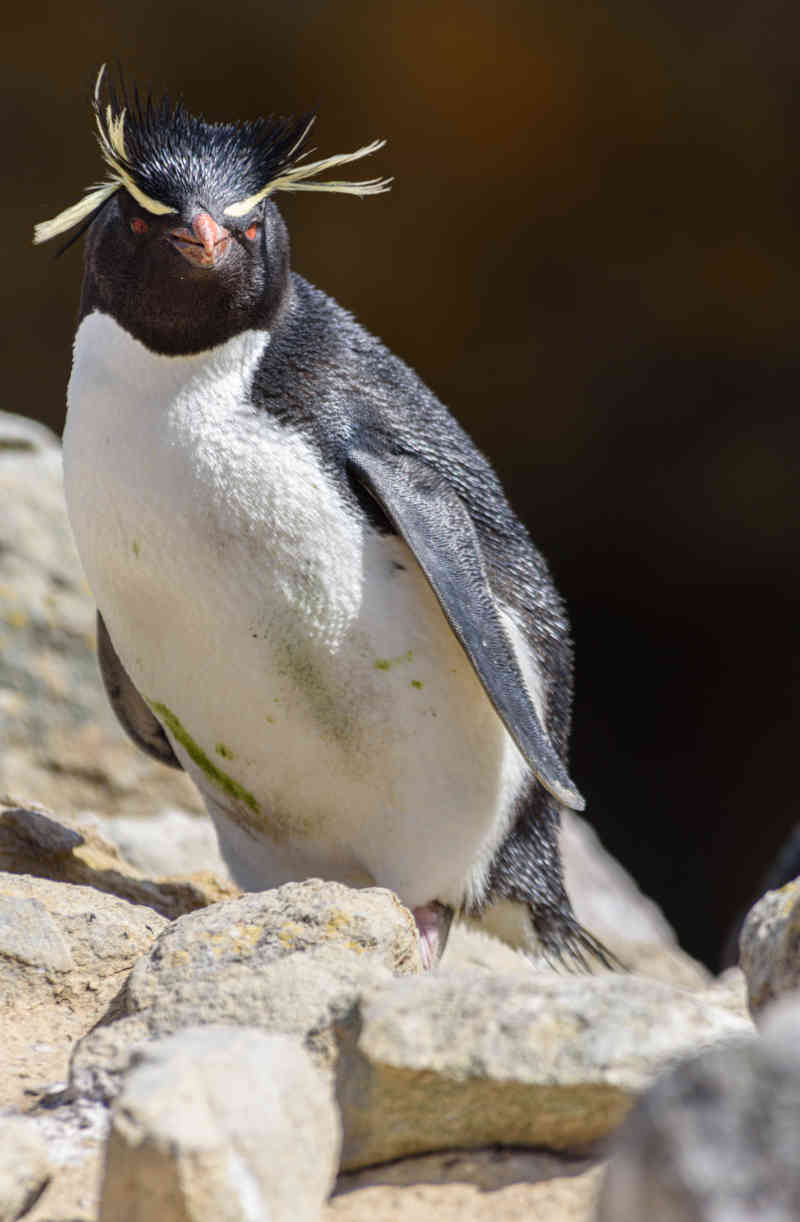 Pingüino Rockhopper - islas Falkland o Malvinas 27.jpg